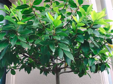 月桂樹種植|【庭木】【観葉植物】 月桂樹（ローレル） の育て方。